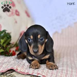 Hank, Dachshund Puppy