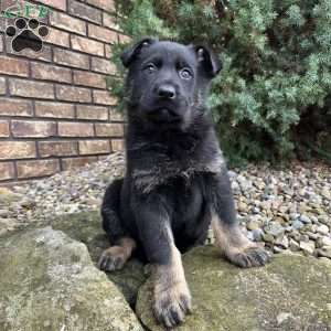 Jayda, German Shepherd Puppy