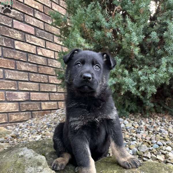 Jayda, German Shepherd Puppy