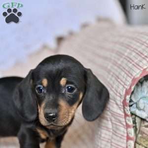 Hank, Dachshund Puppy