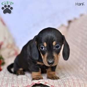 Hank, Dachshund Puppy
