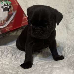 Rubble, Pug Puppy