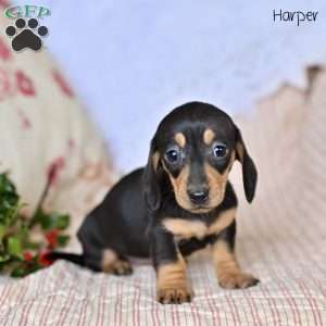 Harper, Dachshund Puppy
