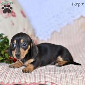 Harper, Dachshund Puppy