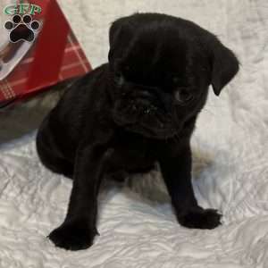 Rubble, Pug Puppy