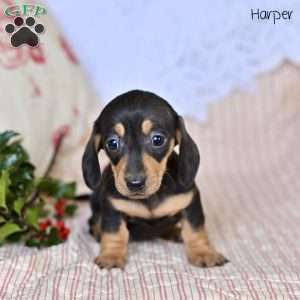 Harper, Dachshund Puppy