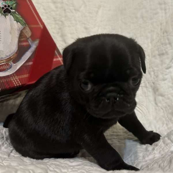 Rubble, Pug Puppy