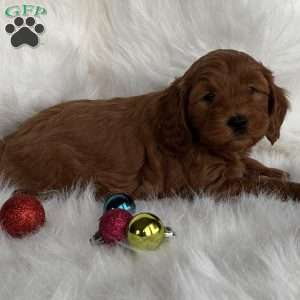 Nick, Mini Whoodle Puppy