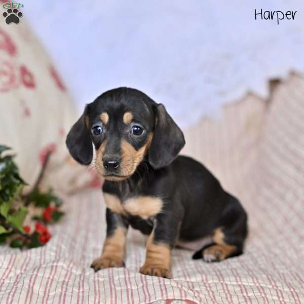 Harper, Dachshund Puppy