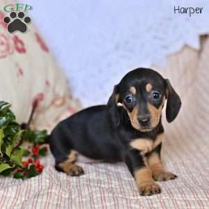 Harper, Dachshund Puppy