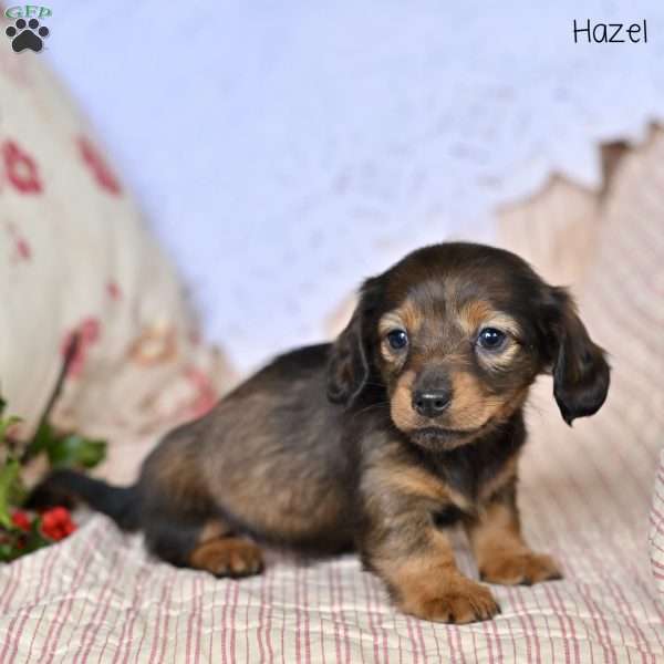 Hazel, Dachshund Puppy