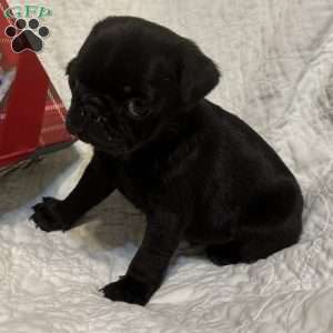 Rubble, Pug Puppy
