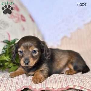 Hazel, Dachshund Puppy