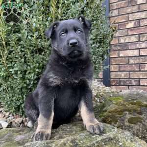Jayda, German Shepherd Puppy