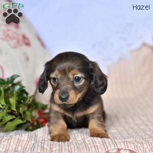 Hazel, Dachshund Puppy