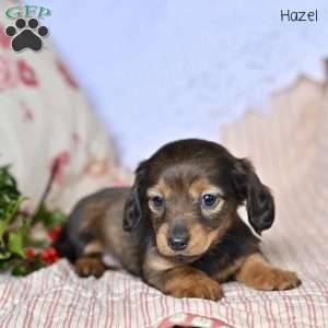 Hazel, Dachshund Puppy