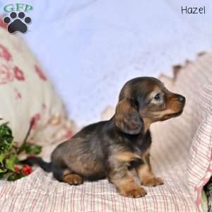Hazel, Dachshund Puppy