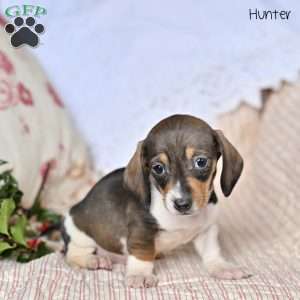Hunter, Dachshund Puppy