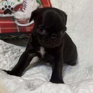 Rocky, Pug Puppy