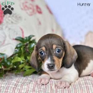 Hunter, Dachshund Puppy