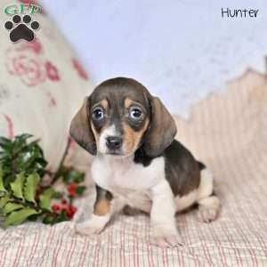 Hunter, Dachshund Puppy