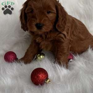 Nick, Mini Whoodle Puppy