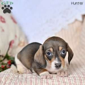 Hunter, Dachshund Puppy