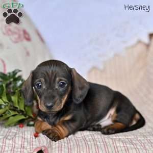 Hershey, Dachshund Puppy