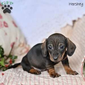 Hershey, Dachshund Puppy