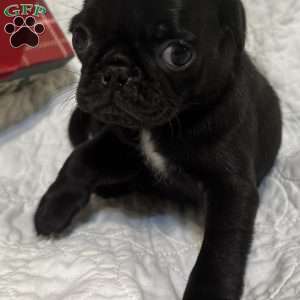 Rocky, Pug Puppy