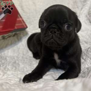 Rocky, Pug Puppy