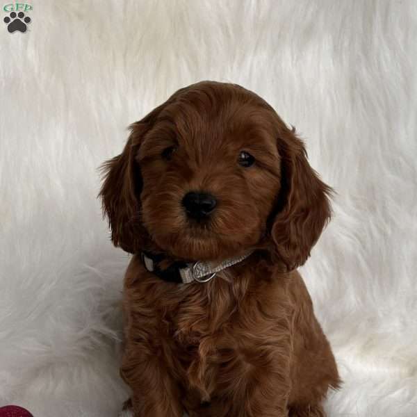 Nick, Mini Whoodle Puppy