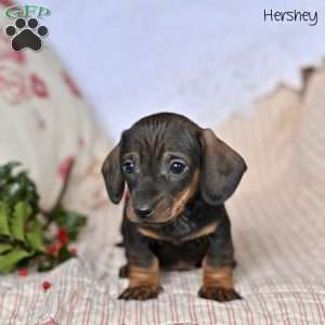 Hershey, Dachshund Puppy