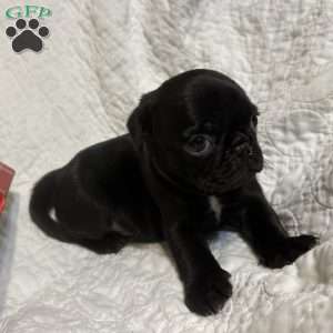 Rocky, Pug Puppy