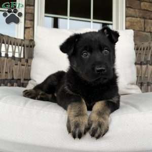 Jayda, German Shepherd Puppy