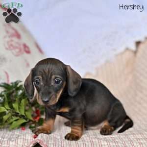 Hershey, Dachshund Puppy