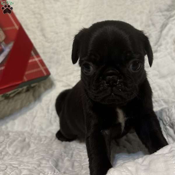 Rocky, Pug Puppy