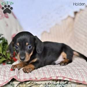 Holden, Dachshund Puppy
