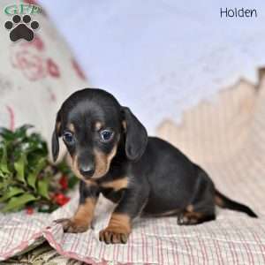 Holden, Dachshund Puppy