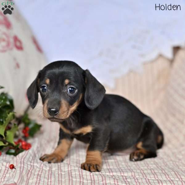 Holden, Dachshund Puppy
