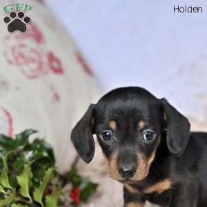 Holden, Dachshund Puppy
