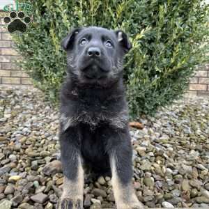Jayda, German Shepherd Puppy