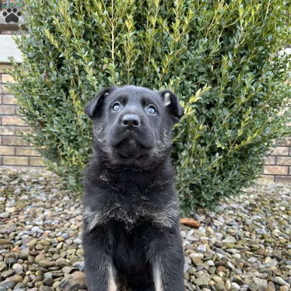 Jayda, German Shepherd Puppy