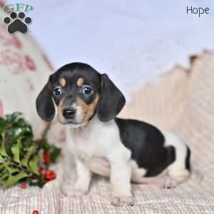 Hope, Dachshund Puppy