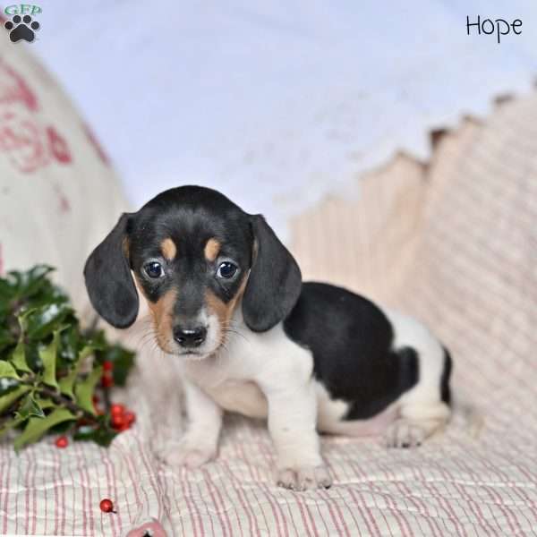Hope, Dachshund Puppy