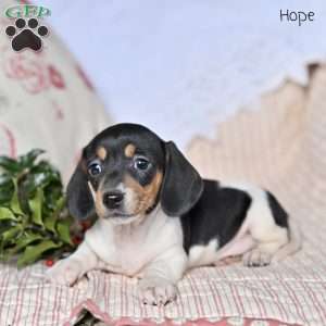 Hope, Dachshund Puppy