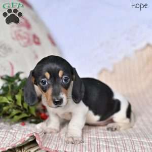 Hope, Dachshund Puppy