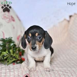 Hope, Dachshund Puppy
