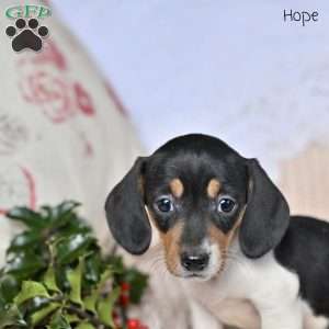 Hope, Dachshund Puppy