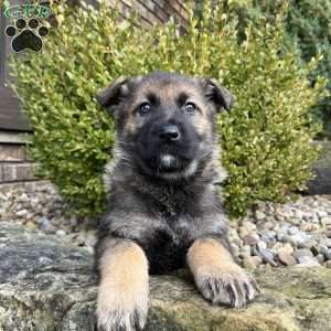 Tessa, German Shepherd Puppy